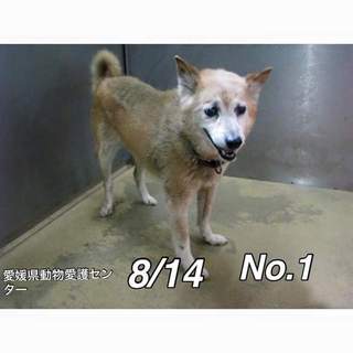 愛媛県動物愛護センターに保護されています！