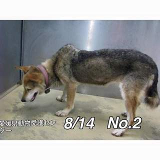 愛媛県動物愛護センターに保護されています！