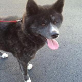 慣れるとデレデレな秋田犬『やよい』の里親さま募集