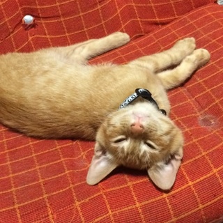 庭で野良ちゃんが産んだ子です。