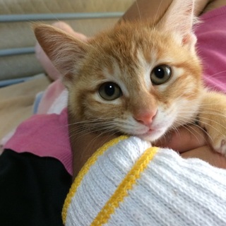 野良猫ちゃんの子猫保護しました。