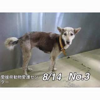 愛媛県動物愛護センターに保護されています！