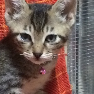 野良猫ちゃんの子猫保護しました。