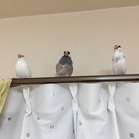 ゆきand ぶん andミク