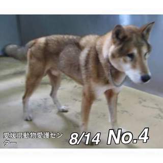 愛媛県動物愛護センターに保護されています！