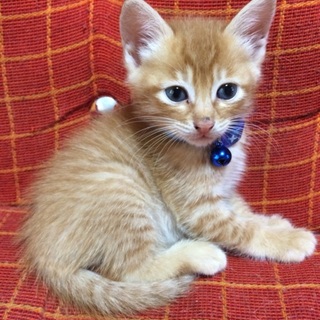 野良猫ちゃんの子猫保護しました。