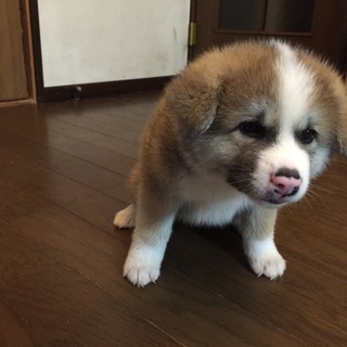 秋田犬 赤(茶)雌