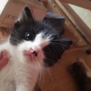 白黒の子猫です