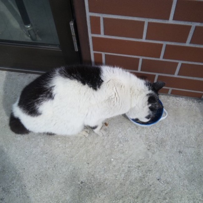 ねこまこのカバー写真