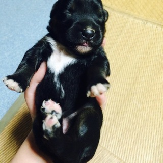 《里親募集》雑種？生後1ヶ月未満、お願いします