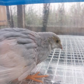 姫うずらの里親様募集致します