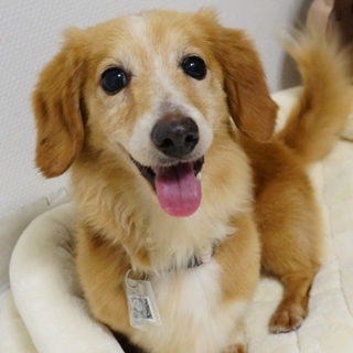 明るいダックスさんです☆