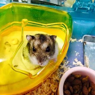 かわいいジャンガリアンハムスターです！