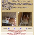 子猫の里親さん募集