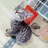 【キジトラ】しんちゃん（仮名） サムネイル2