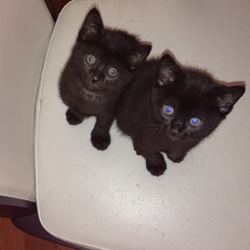 可愛い黒猫の赤ちゃんです！