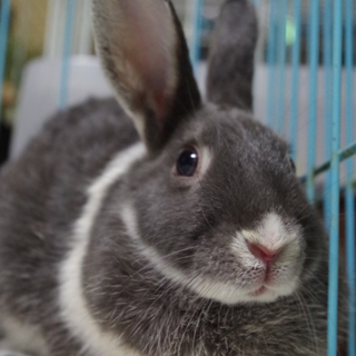 寺小屋保護っ子★キャンディちゃん★