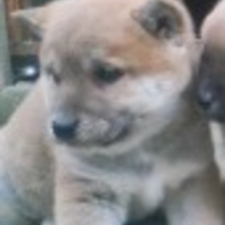 柴犬MIX生後４５日