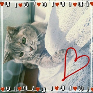 ぷくぷく猫ちゃん。