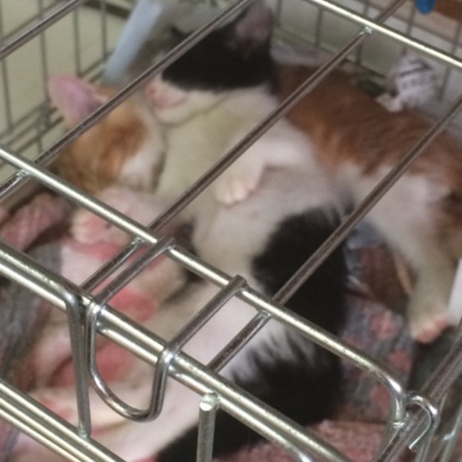 ルックナイトのカバー写真