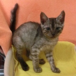 郡山市保健所　定期譲渡会