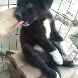 甘えん坊黒ワンちゃん２匹います(再募集！)