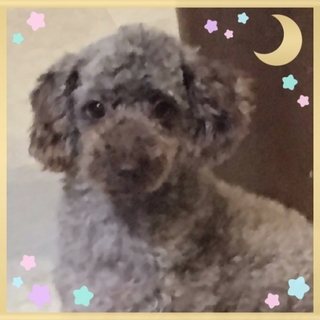 つぶらな瞳ちょっぴり照れ屋のシャイボーイ パイン君