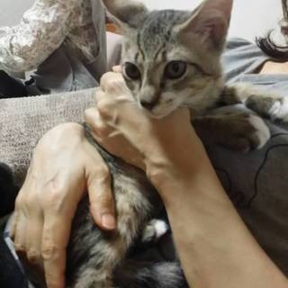 ３ヶ月のキジトラくん、里親募集中！