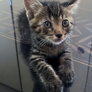 キジトラ子猫。オス君 （里親さん決定）