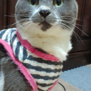 里親を探しています（10歳♀、グレー×白）