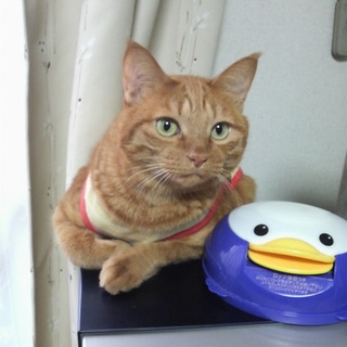 里親を探しています（12歳♂、茶トラ）