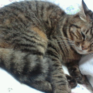 里親を探しています（7歳♀、グレー）