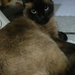 里親を探しています（6歳♂、チョコレート色）