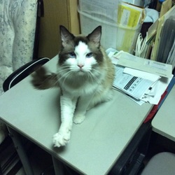 闘病生活終了！