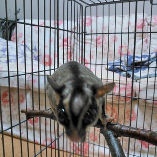 フクロモモンガ　オス