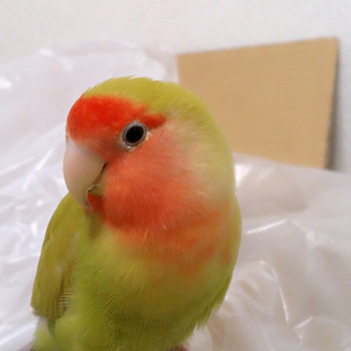インコ里親募集