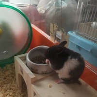 ロン