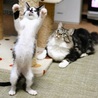 福島っ子 ♂♀子猫たち サムネイル2