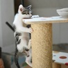 福島っ子 ♂♀子猫たち サムネイル4