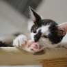 福島っ子 ♂♀子猫たち サムネイル6
