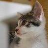 福島っ子 ♂♀子猫たち サムネイル7