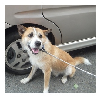 保護犬の里親募集