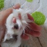 しまばら猫活部*部長:猫山...(保護活動者)