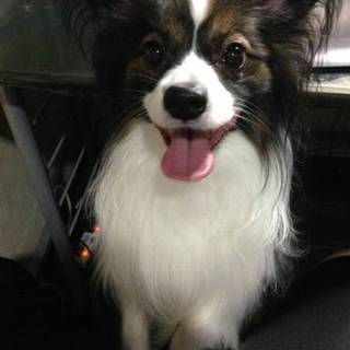 人懐っこい甘えたのパピヨンくんの幸せ探し