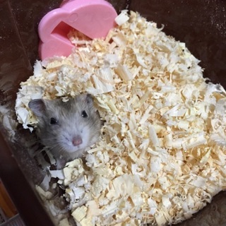 イエロージャンガリアンハムスター1匹募集