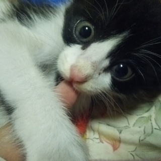 子猫の里親募集中！かわいい女の子です