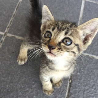 甘えん坊ちびすけの里親募集