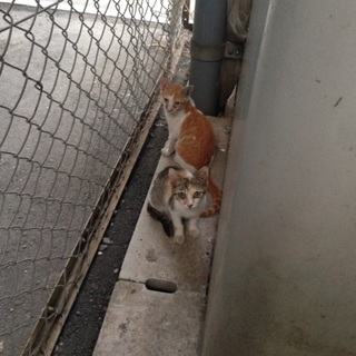 キジの兄弟！助けてください！