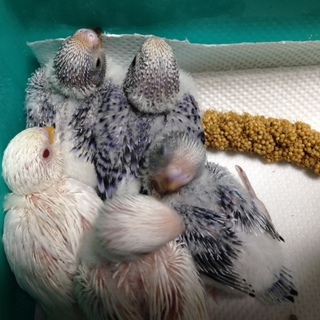 そろそろ巣上げ予定の子たちです(順次ご連絡中)