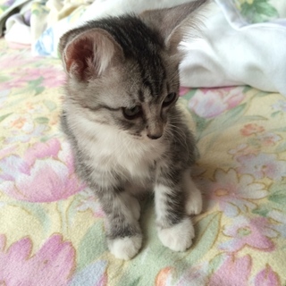 里親さんを探しています！